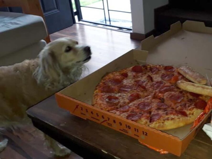 Los perros y gatos se clasifican con sobrepeso cuando su peso corporal es mayor a 10% de su "peso ideal" y obeso cuando excede un 20%. Foto: Nancy Colín