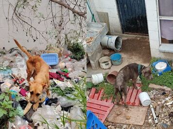 Rescatan a dos perritos en condiciones insalubres en la colonia La Rueda, San Juan del Río
