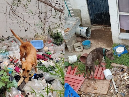 Rescatan a dos perritos en condiciones insalubres en la colonia La Rueda, San Juan del Río