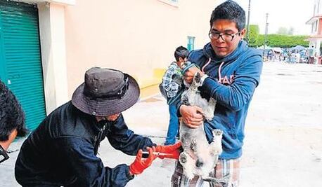 Anuncian campaña de esterilización 