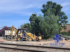 Ambientalistas marcarán árboles en riesgo por la obra del tren México-Querétaro