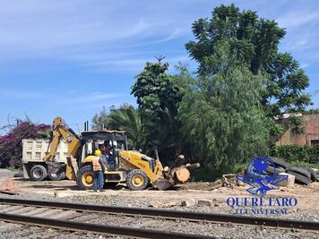 Ambientalistas marcarán árboles en riesgo por la obra del tren México-Querétaro