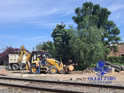 Ambientalistas marcarán árboles en riesgo por la obra del tren México-Querétaro