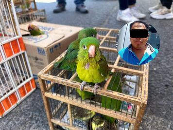 Detienen a presunto vendedor ilegal de aves silvestres en San Juan del Río