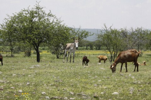 Roban 30 cabezas de ganado en Rancho Banthí