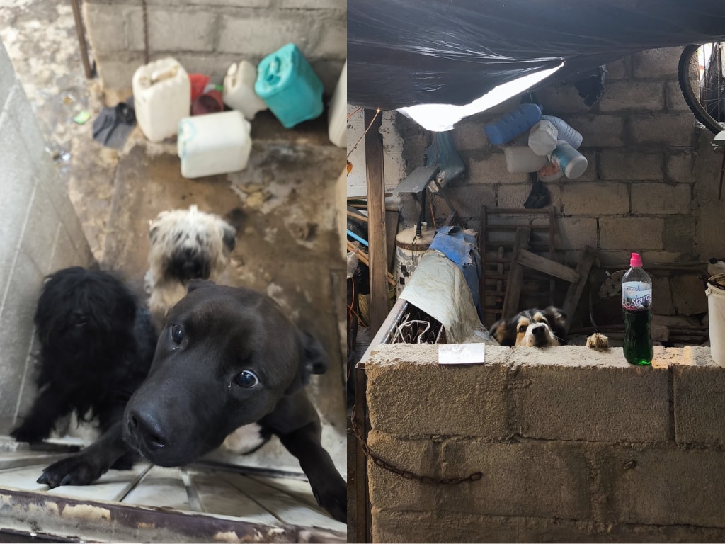 Foto. Facebook Dirección de Cuidado Animal SJR.