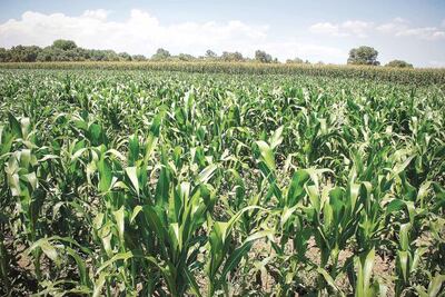 Agricultores de Querétaro asegurarán el doble de maíz