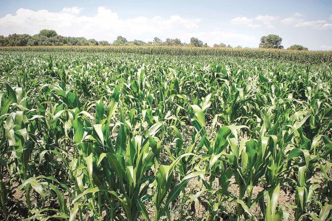Querétaro implementará un programa de apoyo dirigido a los pequeños temporaleros; entregará maíz en grano destinado al consumo humano. Foto: Archivo. EL UNIVERSAL
