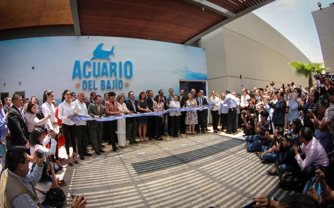 Un clavado al mundo marino