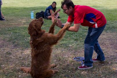 Darán cursos de adiestramiento canino gratis 
