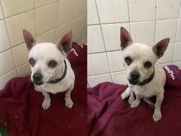 Buscan a los dueños de un perrito chihuahua en Querétaro