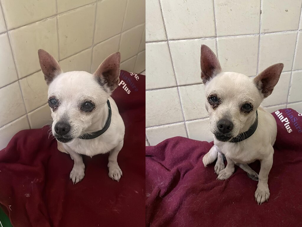 Buscan a los dueños de un perrito chihuahua en Querétaro