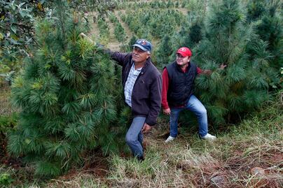 Viven de la siembra de árboles de Navidad