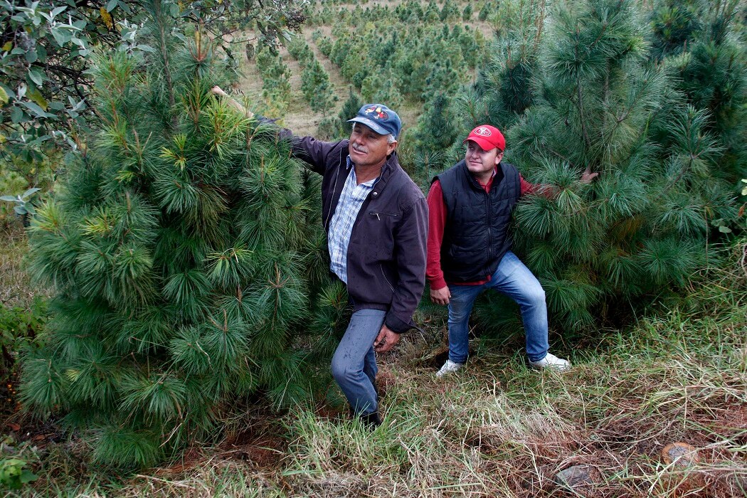 Viven de la siembra de árboles de Navidad