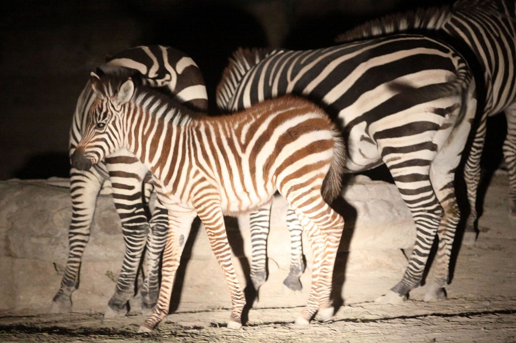 Tigres, cebras y venados, entre los animales hallados en el rancho Los 6 Hermanos