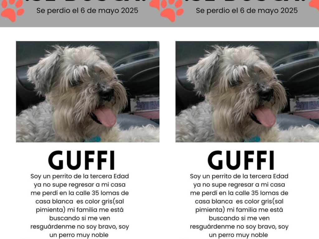 Buscan a Guffi, un perrito schnauzer de edad avanzada, en Querétaro