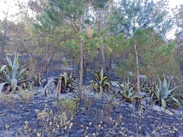 Extinguen incendio forestal en Cadereyta