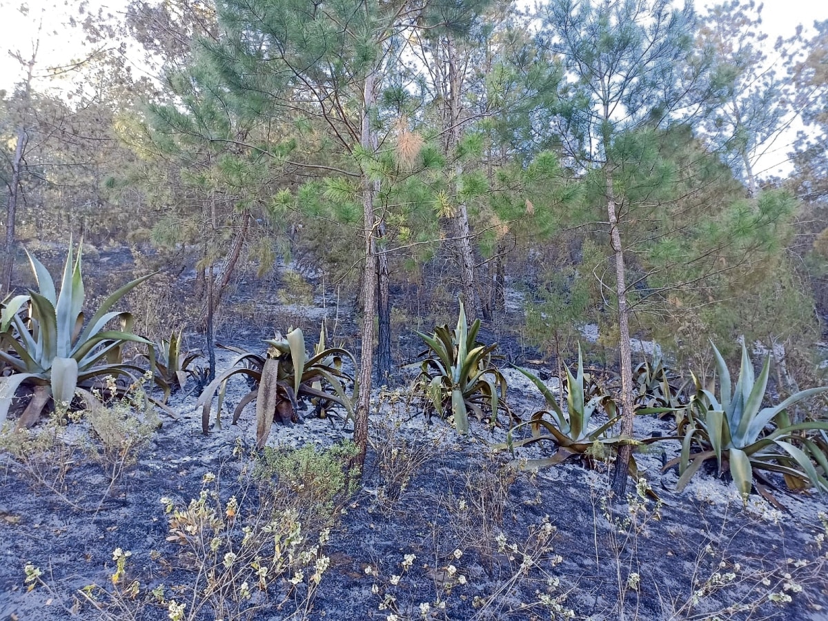 Extinguen incendio forestal en Cadereyta