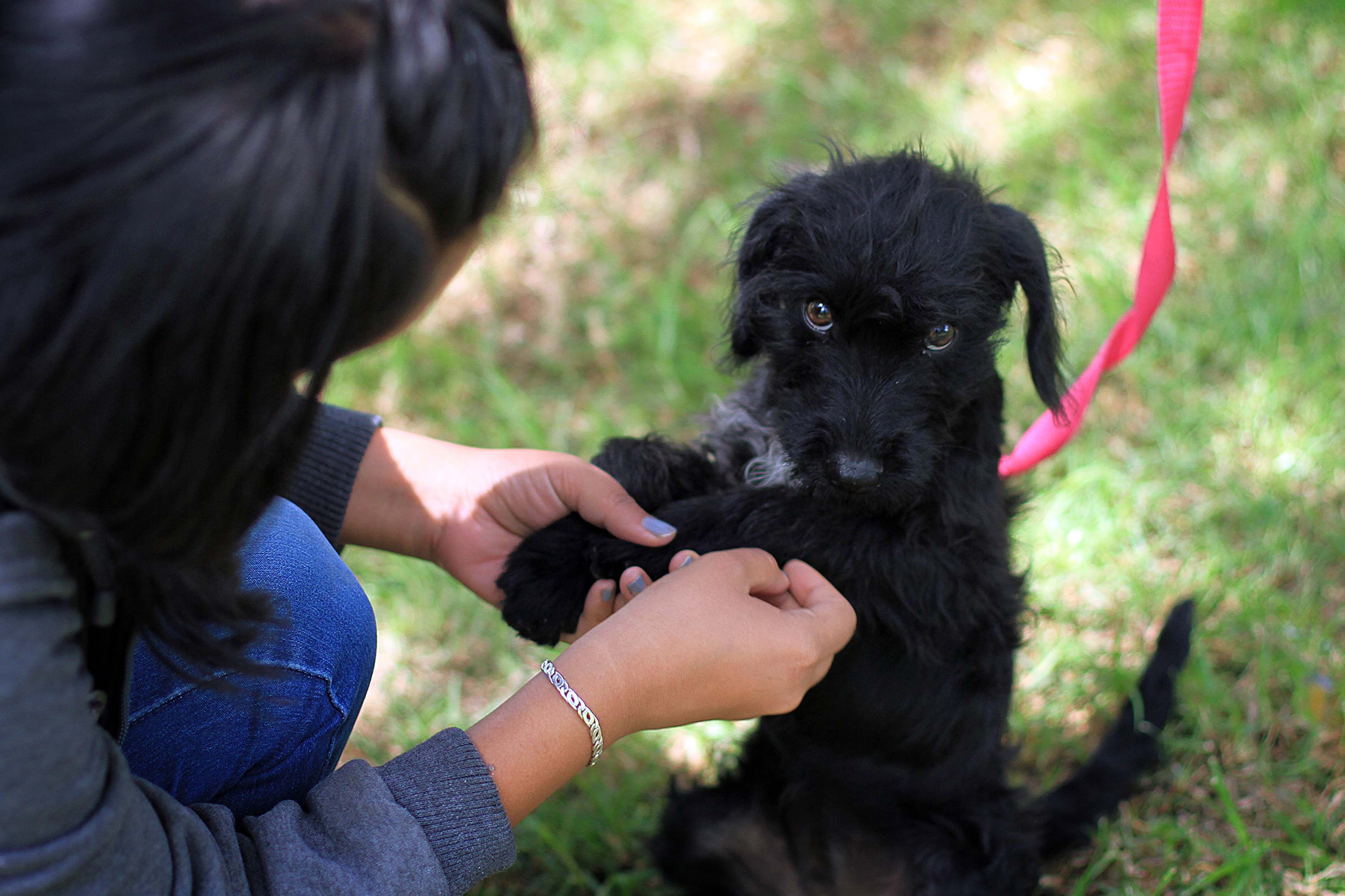 Reciben 982 denuncias por maltrato animal