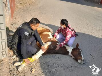 Caballo es atropellado por el tren en Querétaro; paramédicos ya lo auxilian 