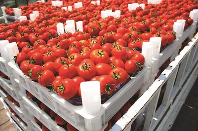 Aumenta precio del jitomate en Querétaro