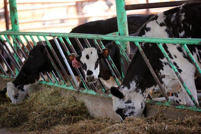 Crece 300 mil litros producción lechera