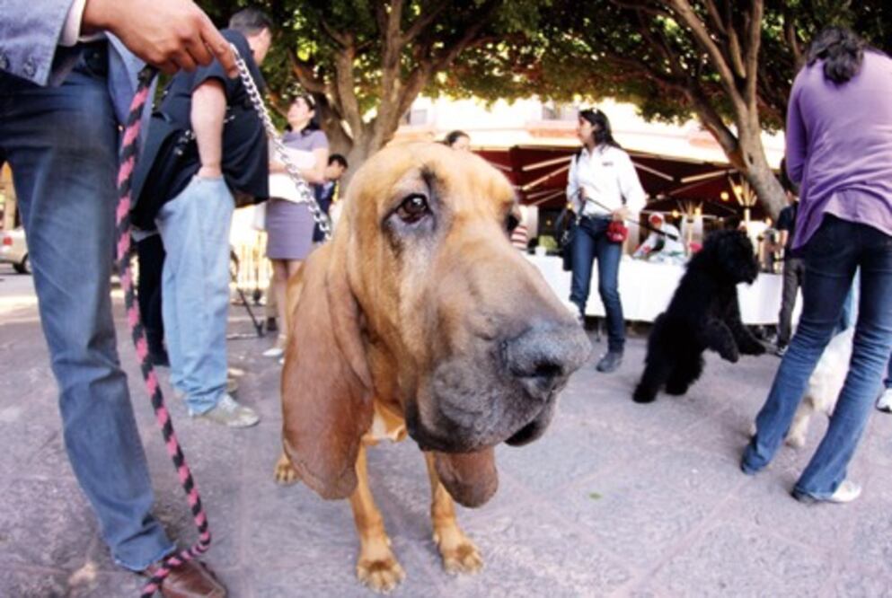 Buscan penalizar maltrato a perros