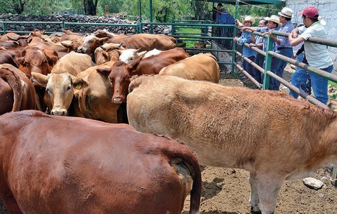 Denuncian productores  pérdidas por ola de  robos