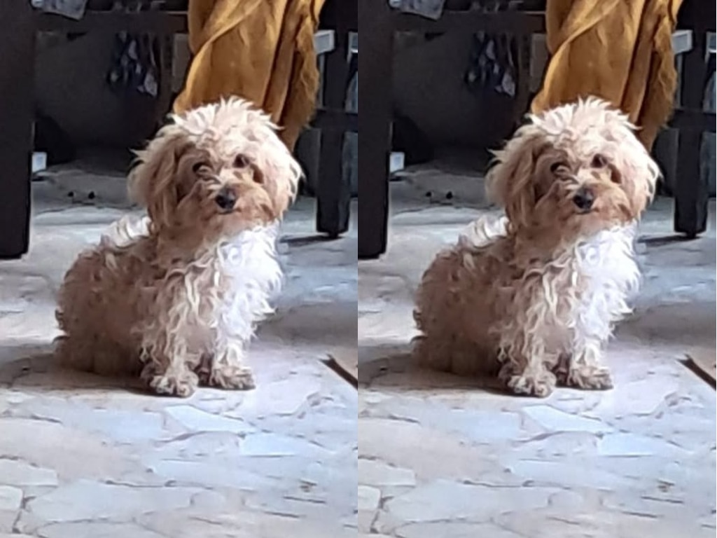 Buscan a la perrita Nena en El Marqués; fue vista por última vez el 7 de noviembre