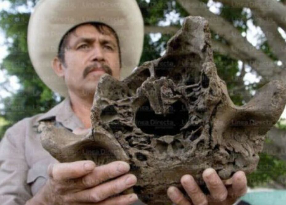 Restauran fósiles de mamut 