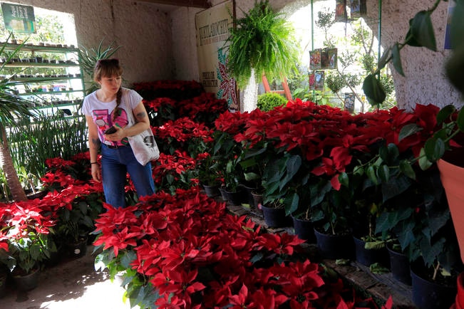 #NuestrasHistorias. Nochebuena ”No es sólo cultivar plantas, es algo mágico”