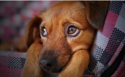 "No son juguetes". Francia prohíbe la venta de perros y gatos en tiendas de animales