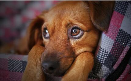 "No son juguetes". Francia prohíbe la venta de perros y gatos en tiendas de animales