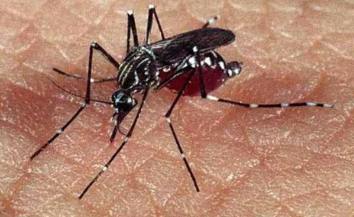 Se disparan 312% casos de dengue; AMLO no compró insecticida