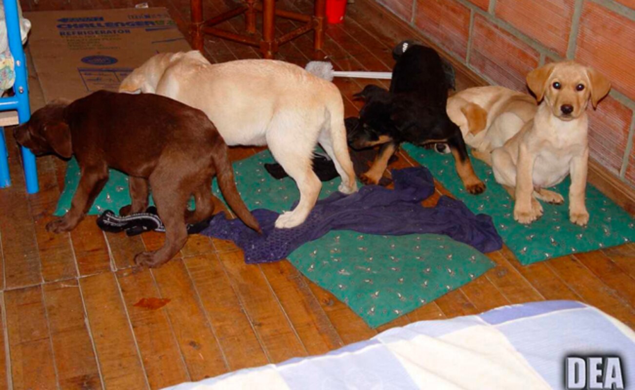 Diez cachorros fueron encontrados durante una redada en 2005 en un criadero de Colombia. Foto. AP
