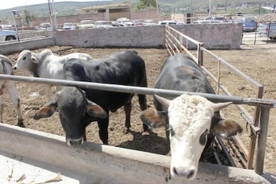 Se encarecen fármacos para ganado