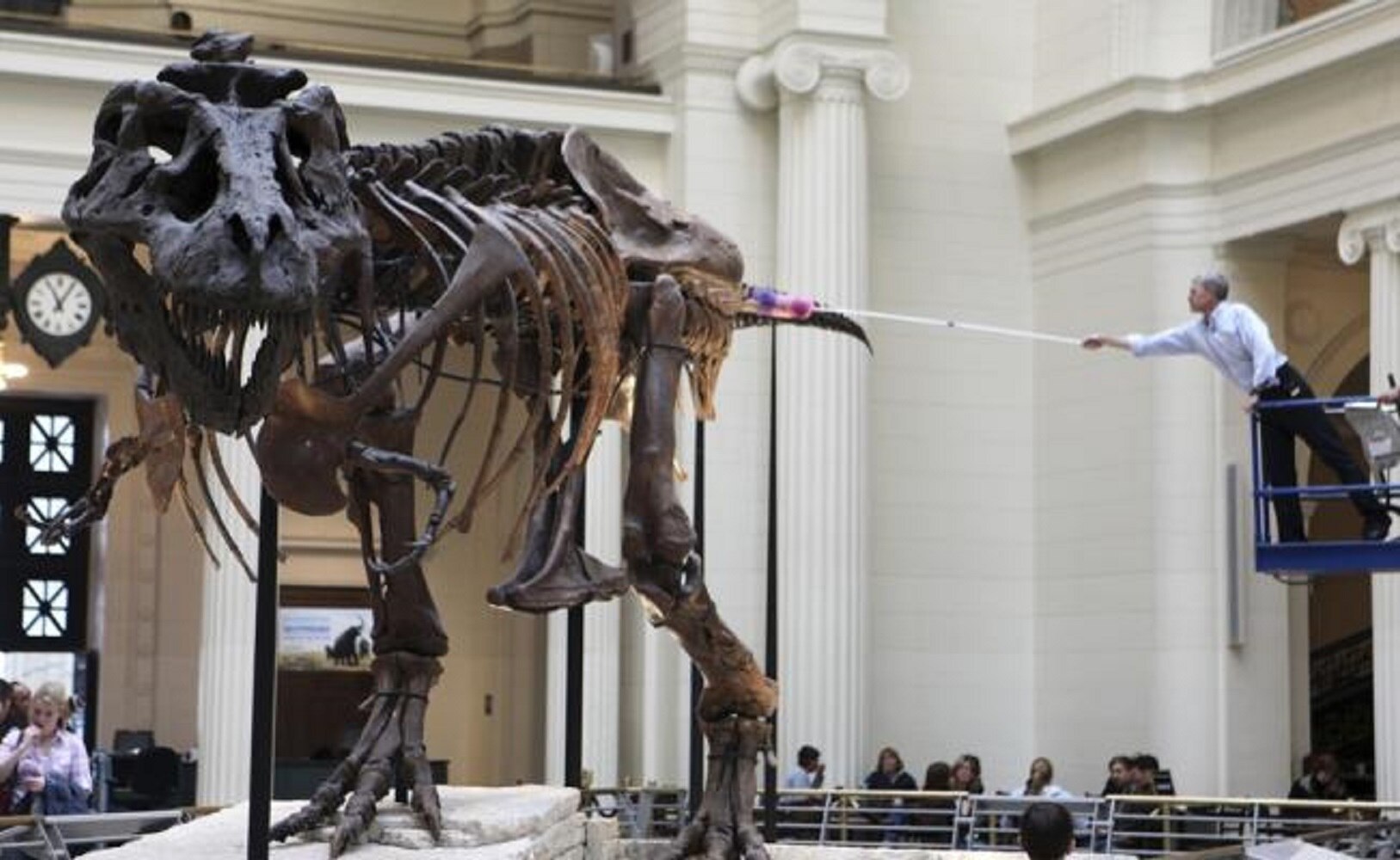 Mudan el esqueleto de tiranosaurio más grande