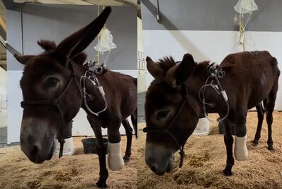 "Todo el peso de la ley a quien quemó a la burrita", sentencia Mauricio Kuri
