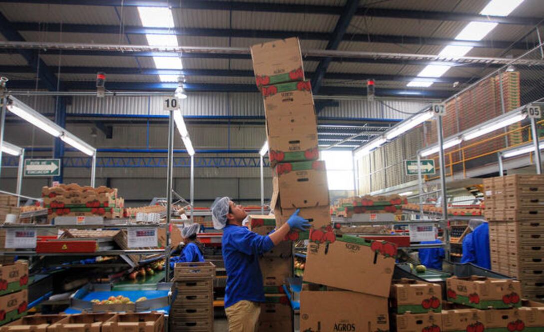 El 2015, la producción de jitomate se encontraba en el cuatro sitio. (FOTOS LUIS SÁNCHEZ. EL UNIVERSAL)