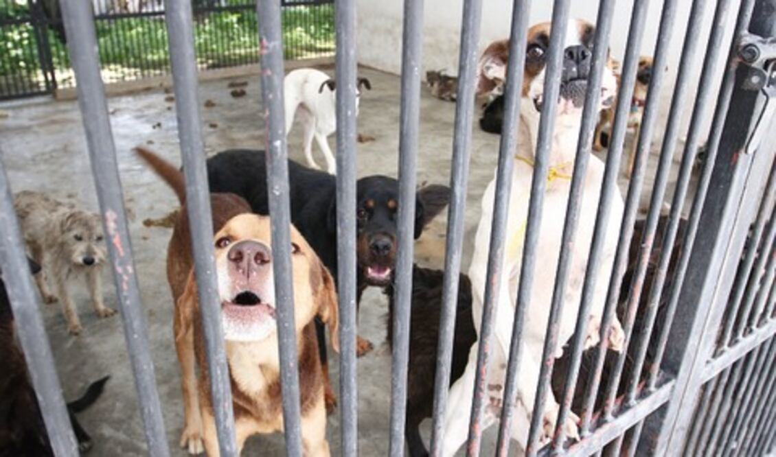 Piden a Reyes Magos adoptar a animales en albergues