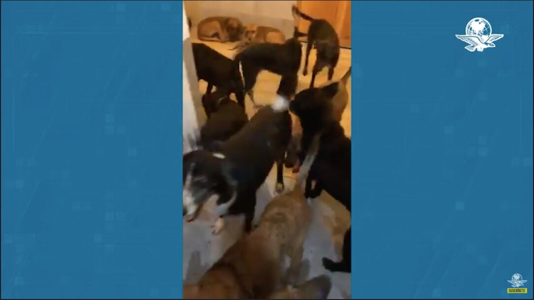 Hombre resguarda a 300 perros callejeros en su casa por huracán "Delta"
