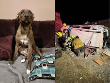 Buscan a Alía, perrita extraviada tras accidente en la carretera 57