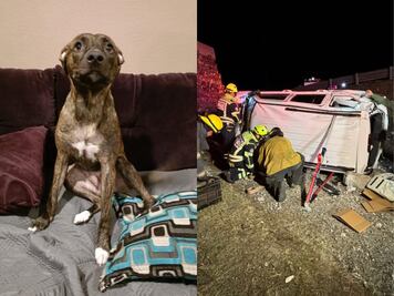 Buscan a Alía, perrita extraviada tras accidente en la carretera 57