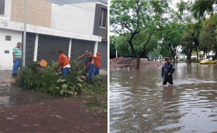 Las lluvias en Querétaro dejaron caídas de árboles y afectaciones en vialidades