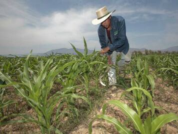 Producción agropecuaria se mantendrá