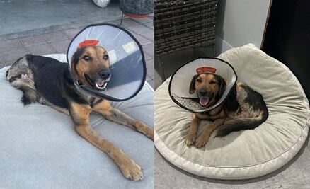 Piden apoyo para el perrito Zeus; perdió sus patas traseras y necesita una silla de ruedas