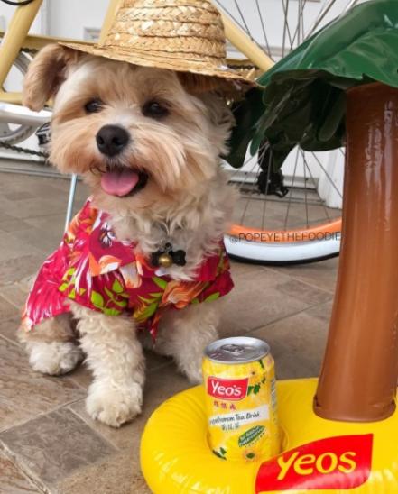 El perrito foodie que está conquistando Instagram