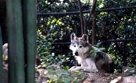Monitorea UAQ lobos mexicanos en libertad