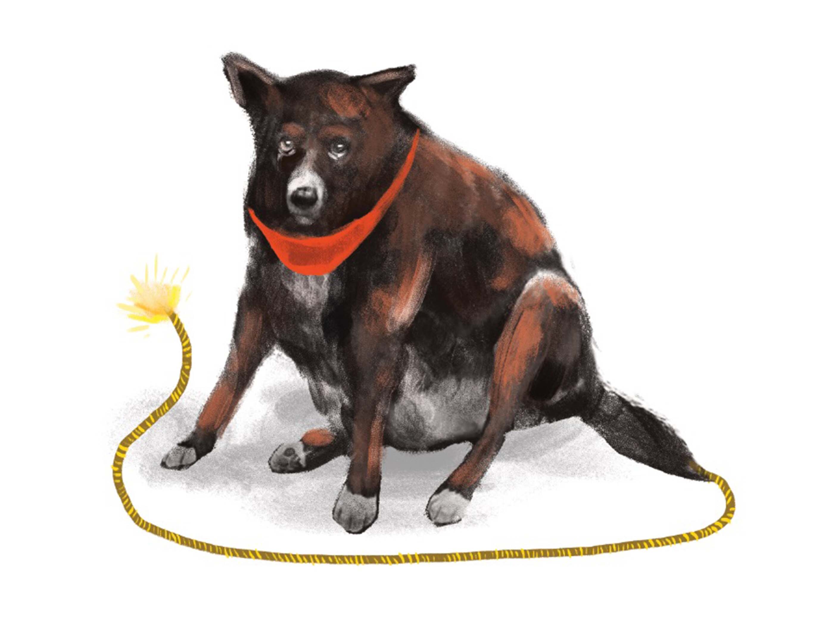 Diabetes animal. Cambiar hábitos de las mascotas