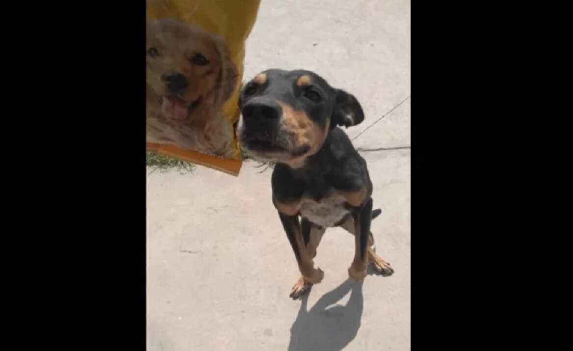 Enternece reacción de un perro al recibir croquetas